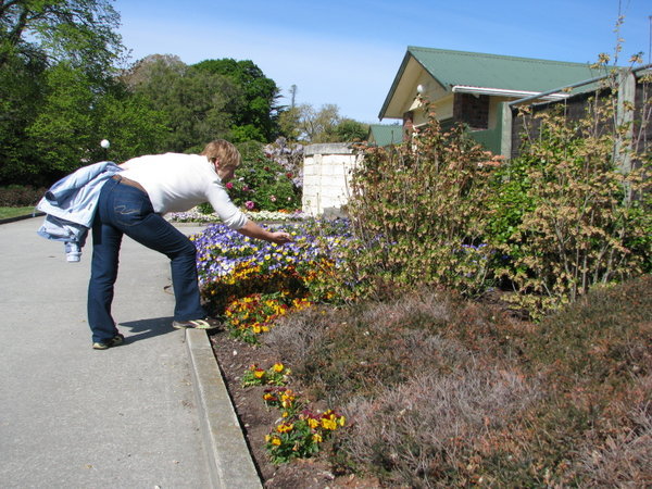 Nancy sampling the new Spring Flowers of NZ