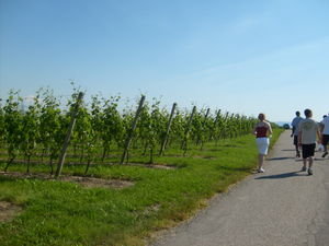 Some of us walking through the vineyards