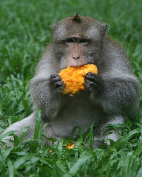 mango eating macaque