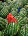 watermelons aplenty 