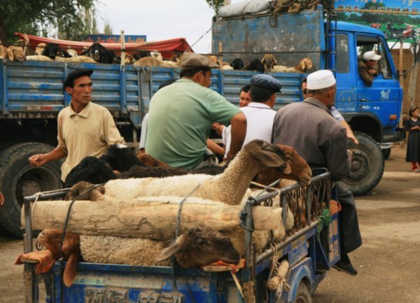 animals arriving for the market 
