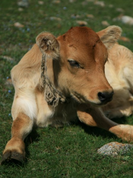 cute lil cow 
