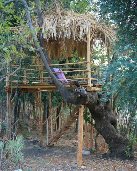 the treehouse 