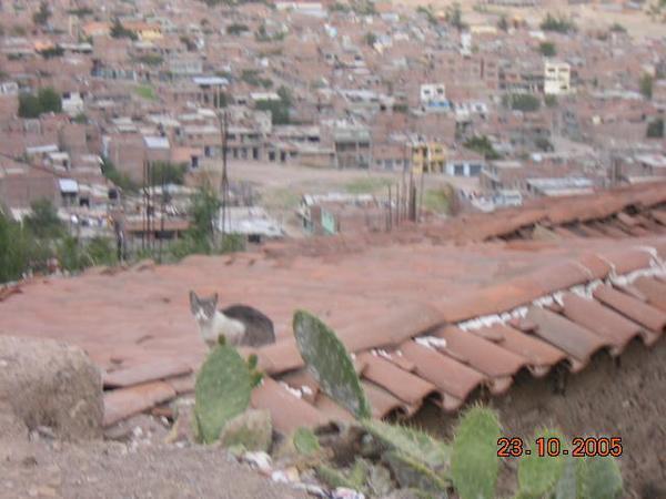 Peruvian cat