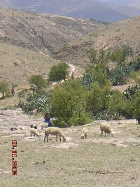 Shepherdess in the Andes
