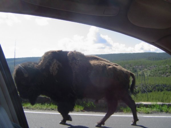 Another buffalo runs by the car