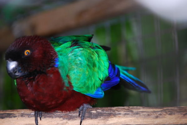 Native Fijian parrot