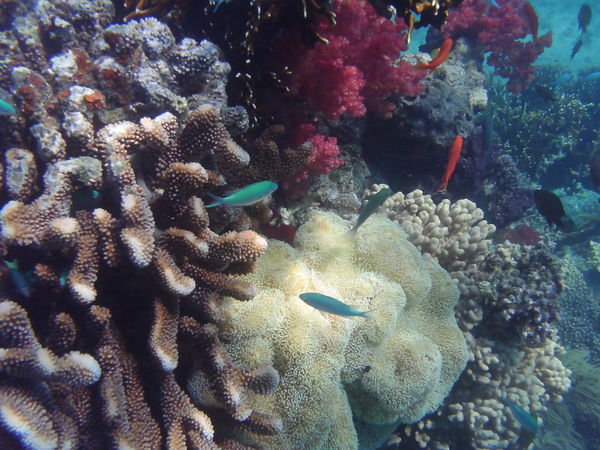 Blue & orange fish on pretty coral