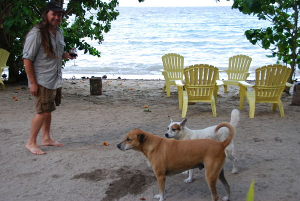 Dogs playing at Dolphin Bay Divers Resort