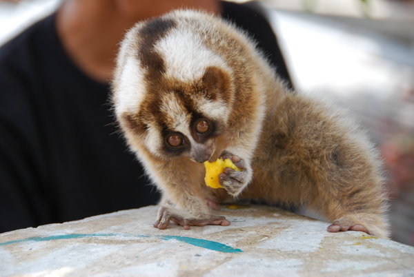 Pet Lemur