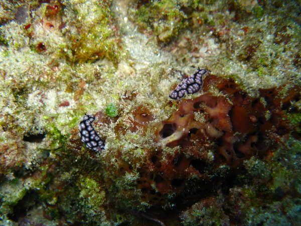 2 nudibranchs