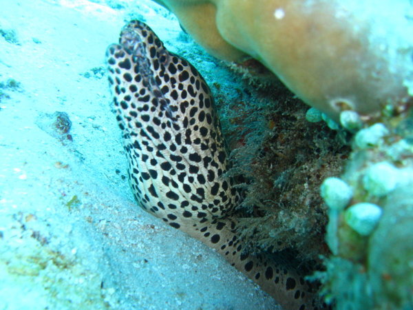 black & white spotted eel