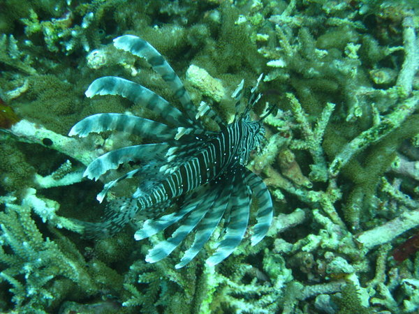 another type of lion fish