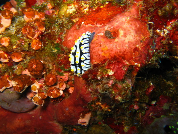Another type of nudibranch