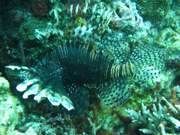 yet another type of lion fish