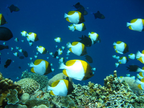 school of pyramid butterfly fish