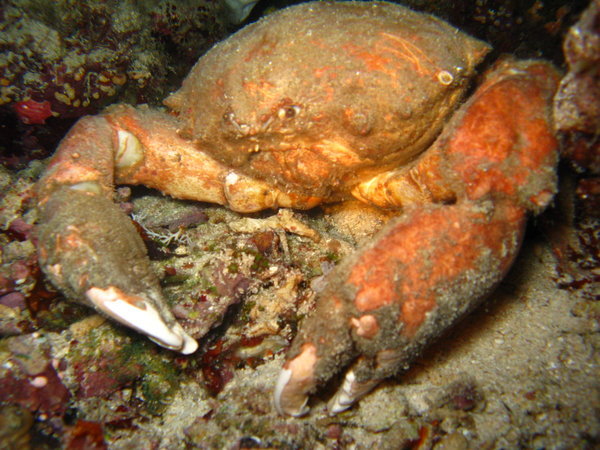 Sponge crab. 