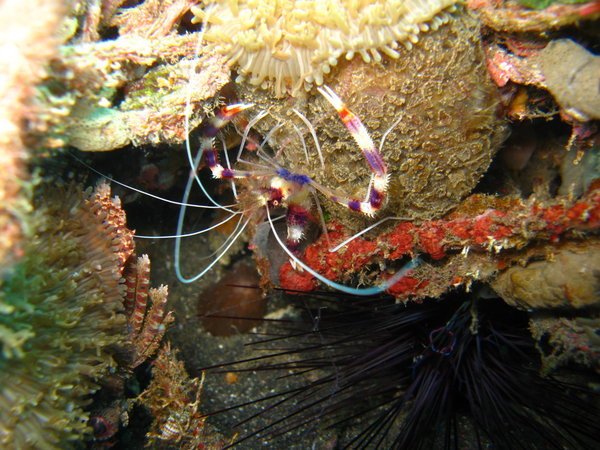 Stripped boxer shrimp