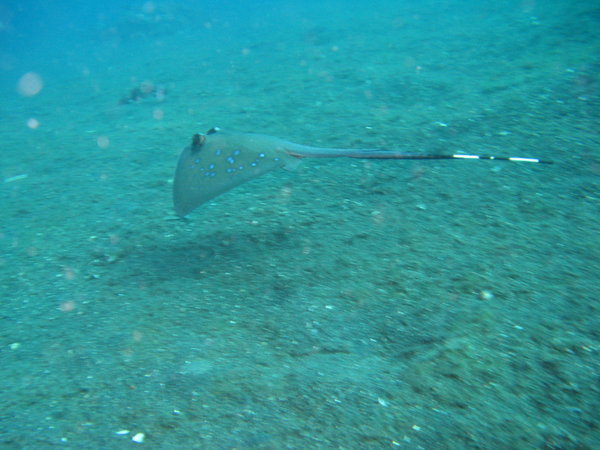 spotted ray with stripped tail