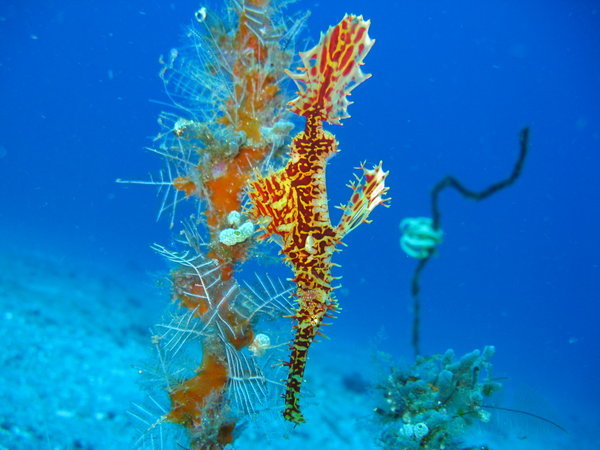 Robust pipe fish