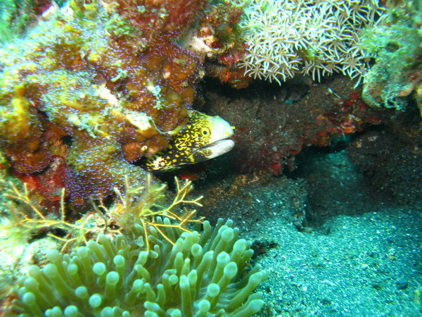 Eel with yellow coloring