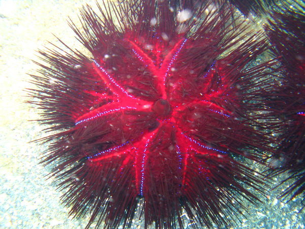 purple and neon red sea urchin