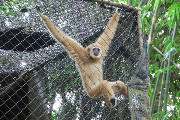 Gibbon in rehab