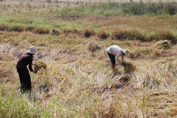 harvesting rice by hand