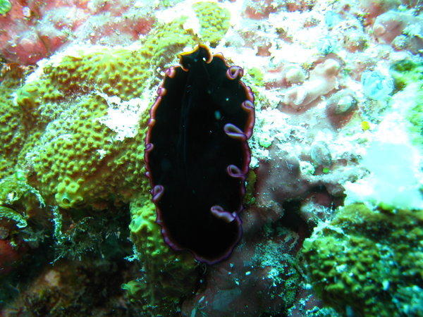 Black flatworm with purple fringe