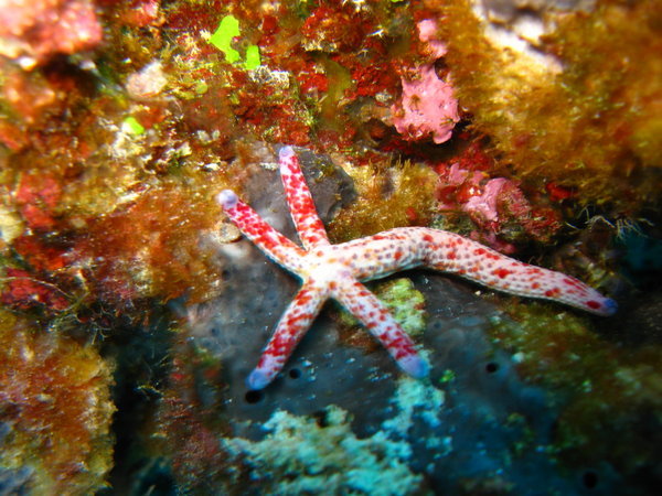 male starfish