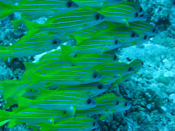 Yellow fishies with stripes