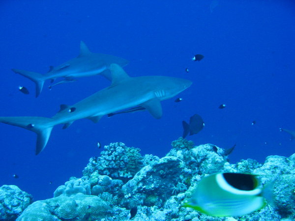 Gray reef sharks