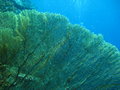 yellow fan coral