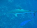 Another gray reef shark