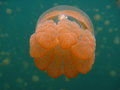 peach jellyfish