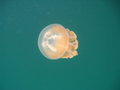 Top view of a jellyfish