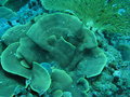 Cabbage coral