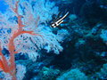 Cardinal fish with red fan coral