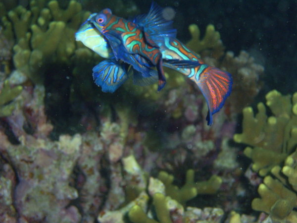 Mandarin fish mating