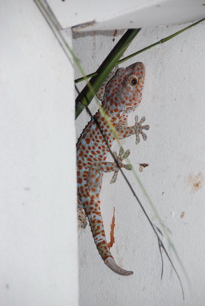 Giant red spotted gecko