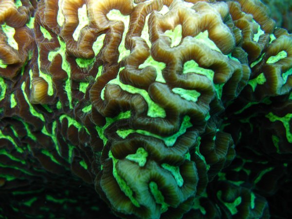 Green & brown coral