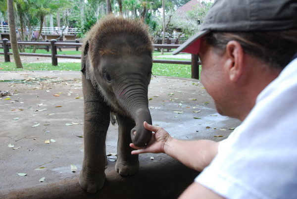 Elephant hand shake
