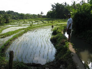 Hashing through the rice fields