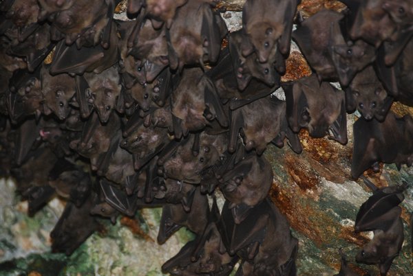 Cave bats at "Green Ball" surf beach