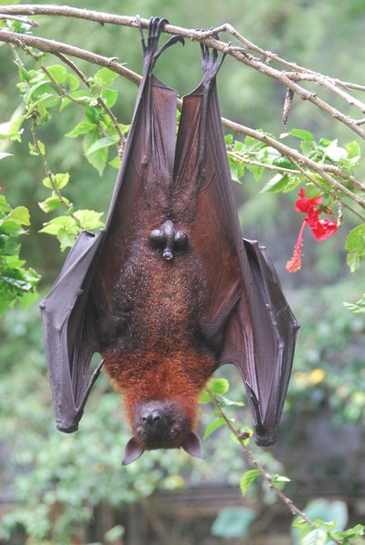 Exhibitionist fruit bat