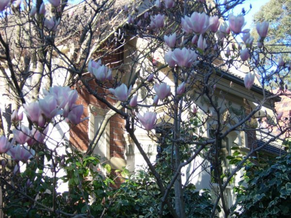 Magnolia in bloom in winter!