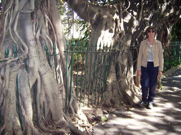Fig Tree roots!