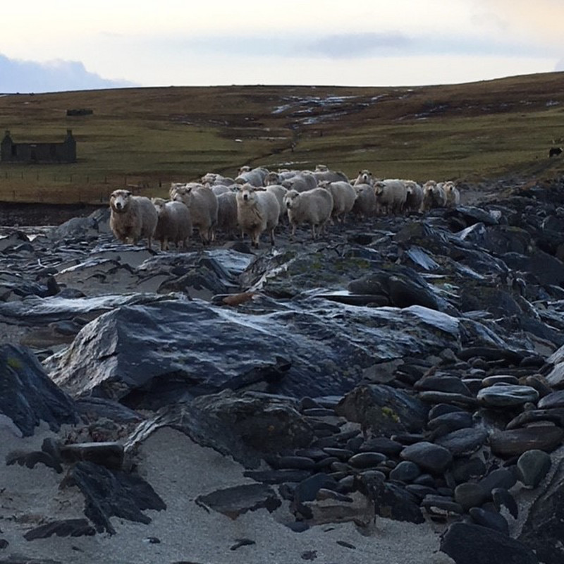 sheep Minn beach