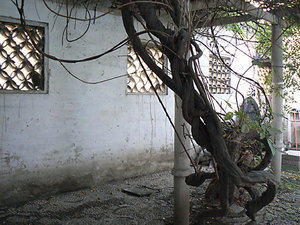 Hostel outside wall and ancient wysteria