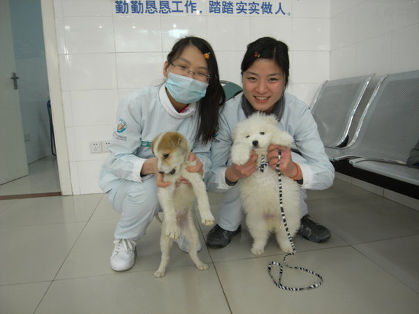 girls at the pet hospital with 1 stray and 1 baby Samoyed